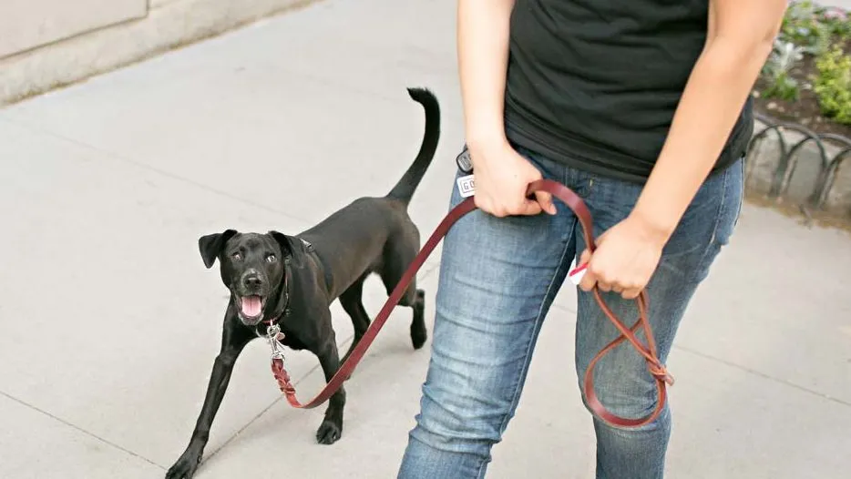 choosing dog walker nyc