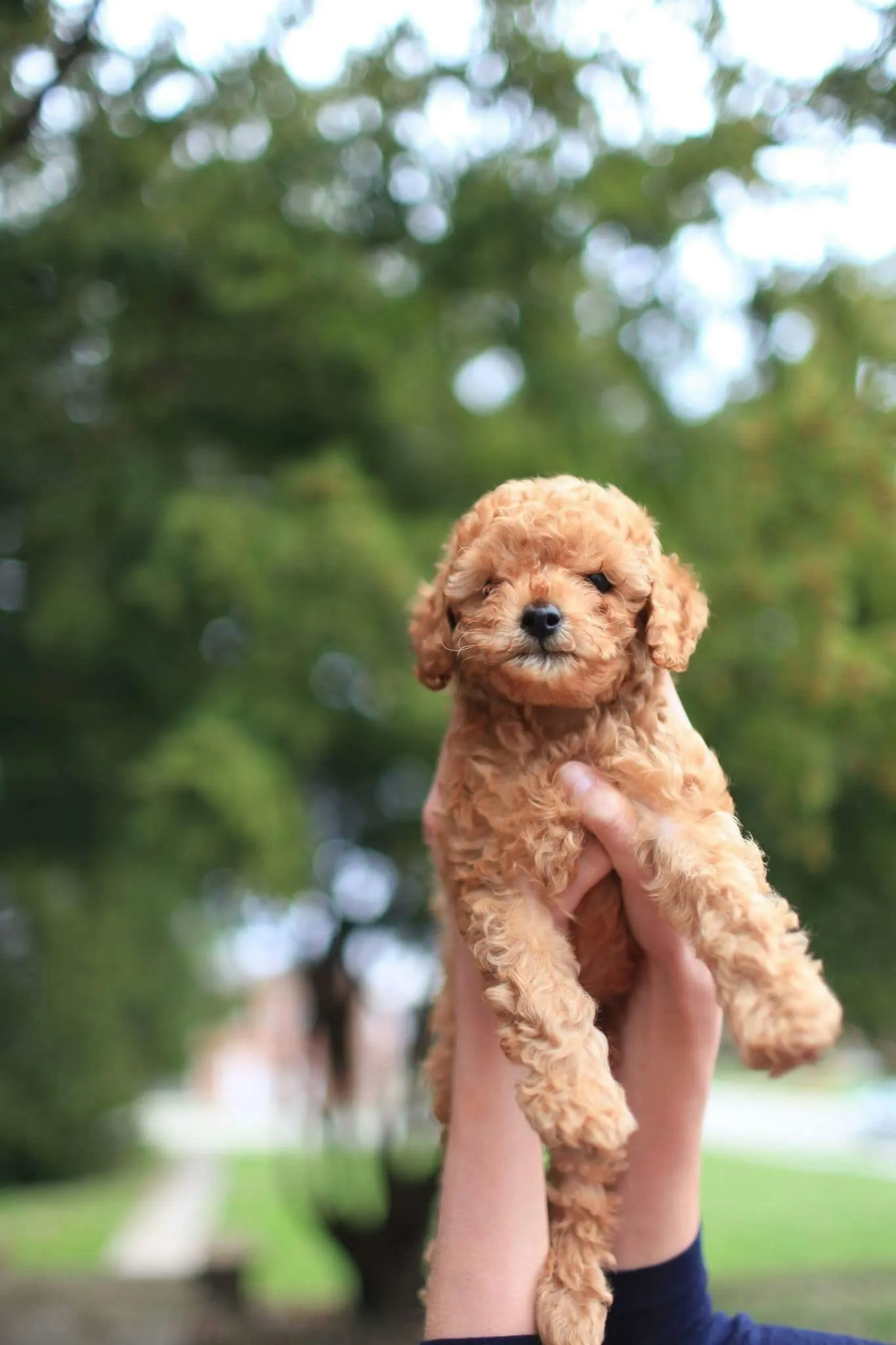 5 Key Concepts for Puppies
