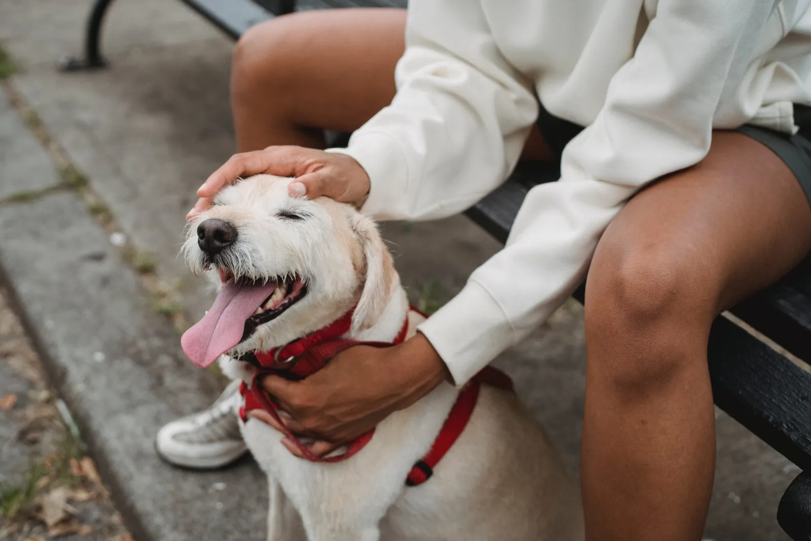 dog park tips||dog park tips||