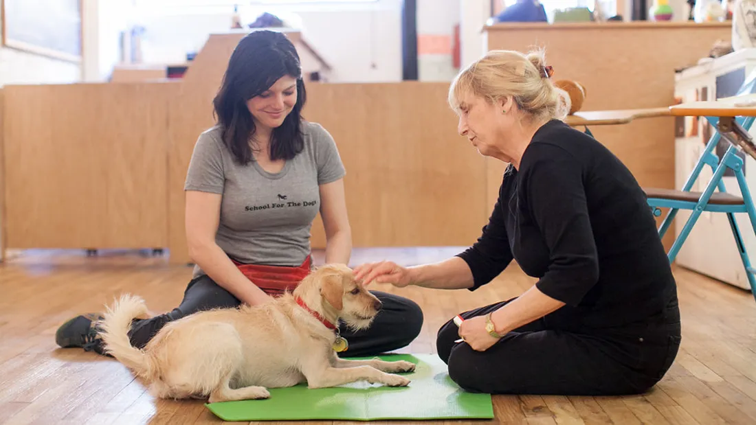 best dog training in NYC