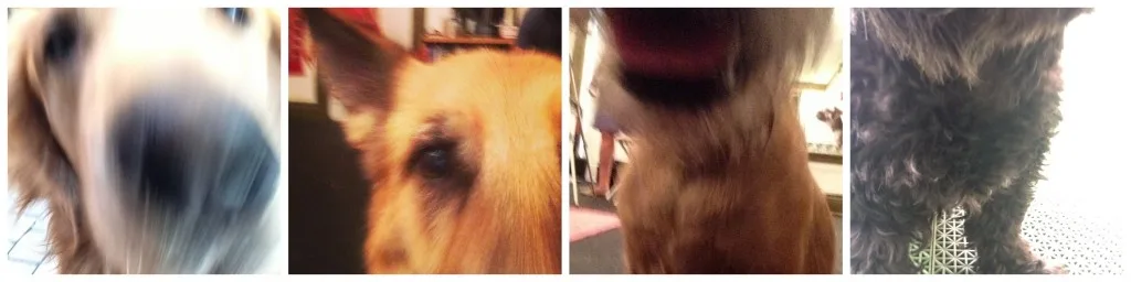 dog selfies