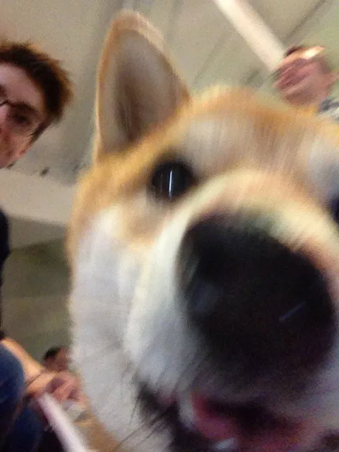 dog-shiba-selfie