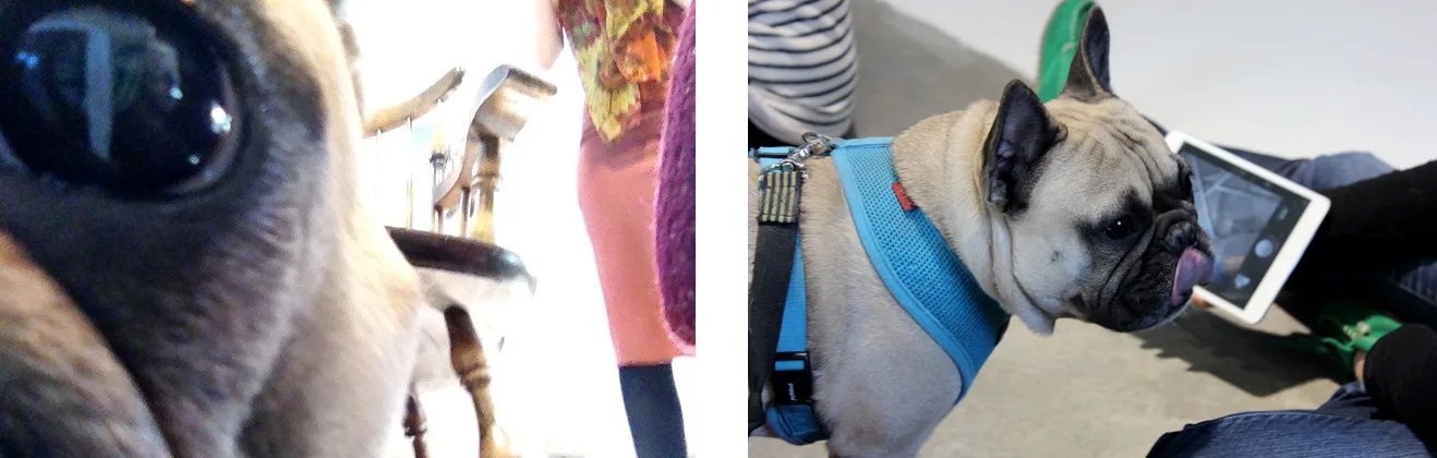 watson dog