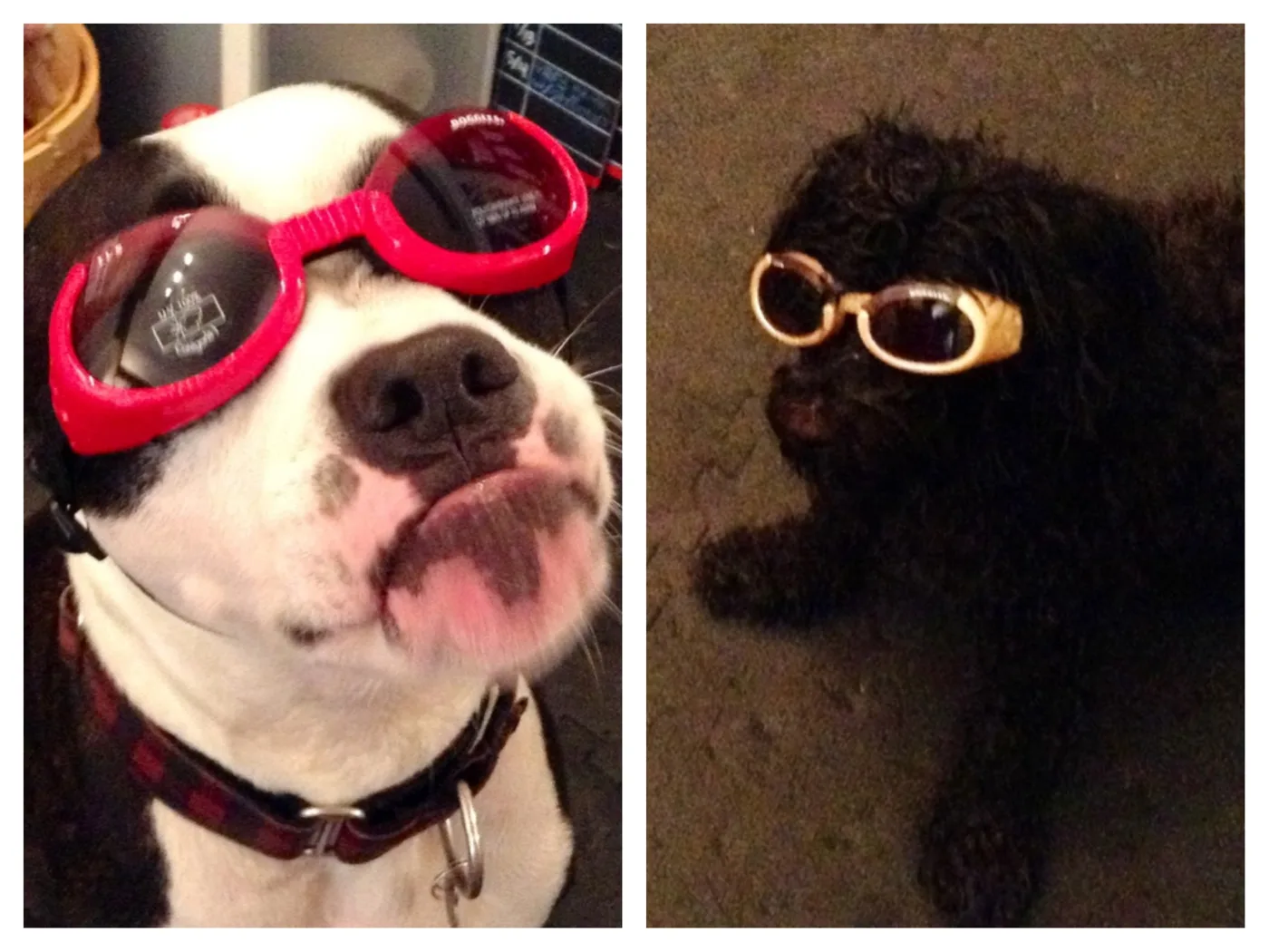 dog goggles