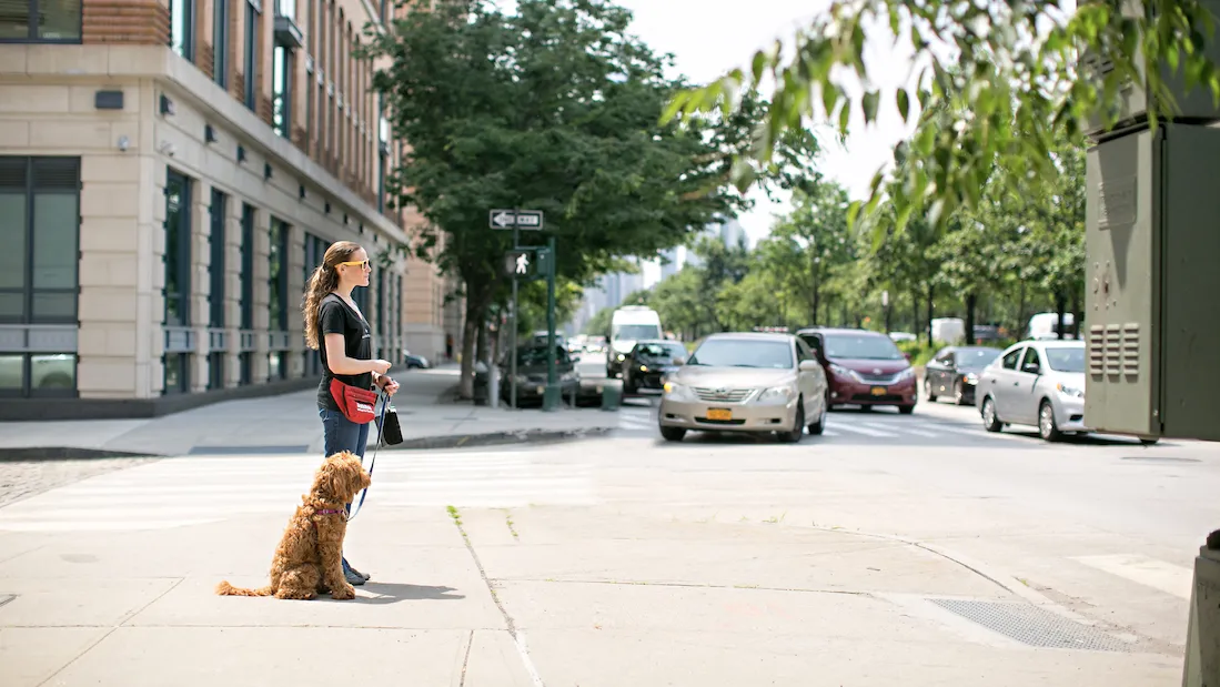 anna ostroff dog trainer||Anna Ostroff Trainer at School For The Dogs
