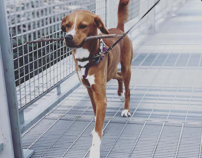 disco murphy dog training scholarship fund||