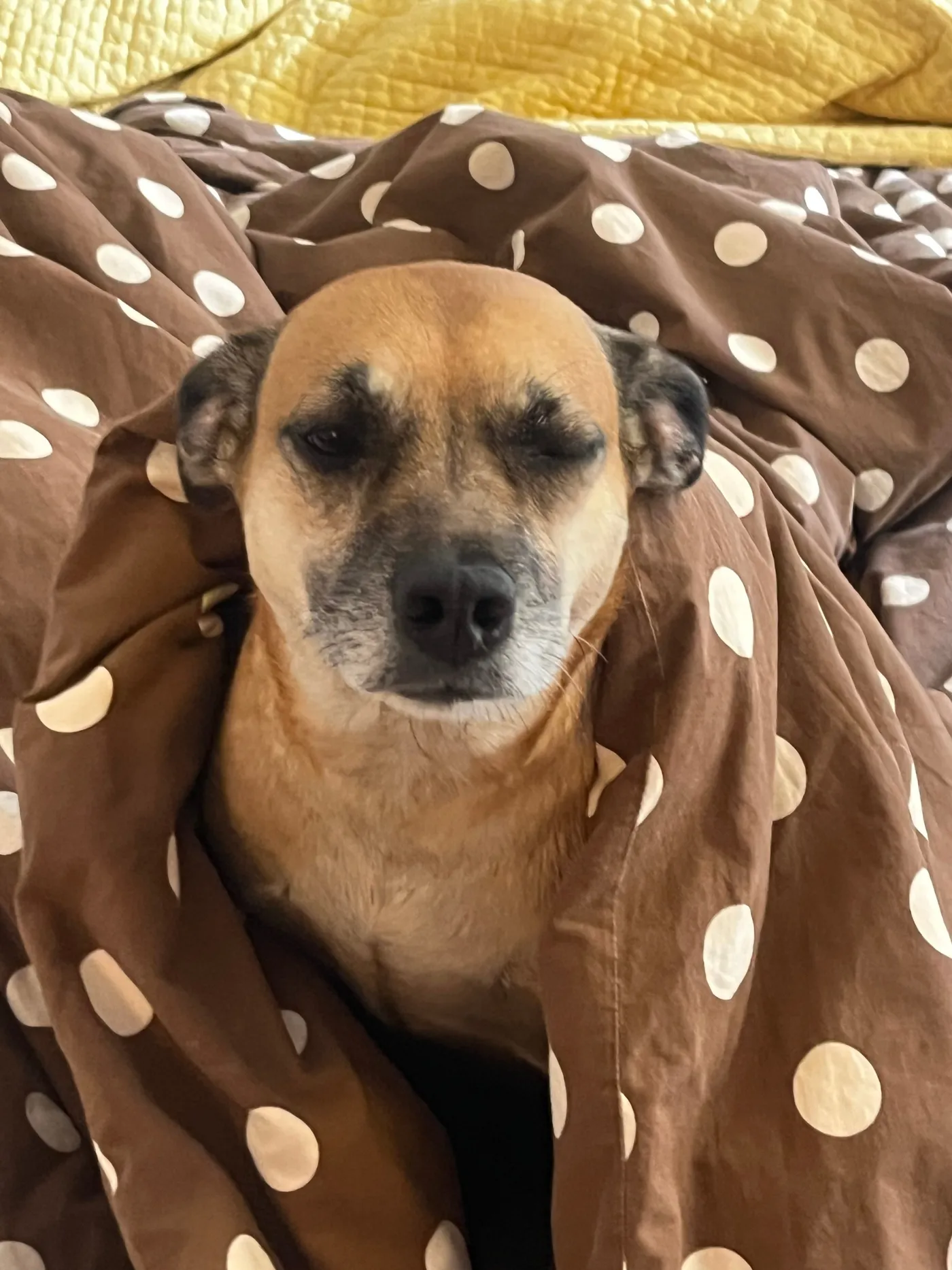 Poppy in her natural habitat.