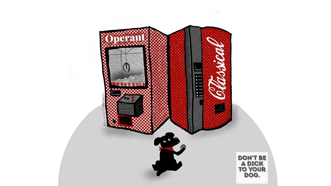 We tend to think in terms of Operant Conditioning when it comes to dog training: Rewarding a behavior in order to encourage it. It’s called “operant” because the animal is “operating” on their environment to effect change. But we can also teach things by helping the dog forge associations that change behavior. This is Classical Conditioning: creating an association with a novel stimuli in order to elicit an automatic response. (Illustration by author)