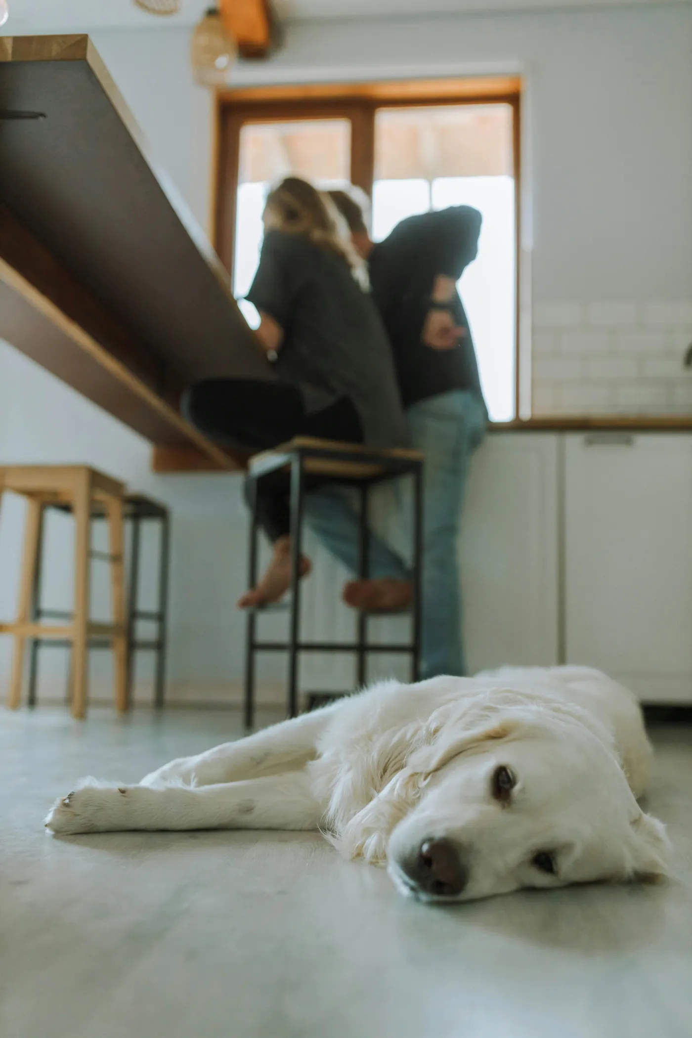 Stock Photo Dog says “I was not aware that food on counters was a thing.” Good job, Stock Photo Humans!