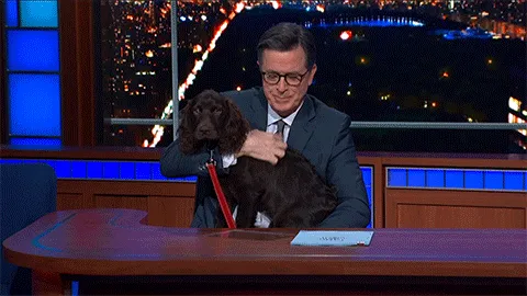 The Late Show’s host, Stephen Colbert is both a national treasure and a dog lover. Here Benny, his Boykin Spaniel. The Boykin is the state dog of South Carolina, where Colbert is from.