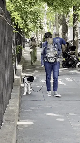 My client Sugar gets a treat as soon as we spot another dog. I’m wearing a hands-free leash, which makes it easier for me to have fingers available to give treats, and also helps me make sure there is adequate slack in the leash.