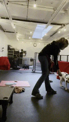 Trainer Anna Ostroff works on practicing an indoors U-Turn with Luna.
