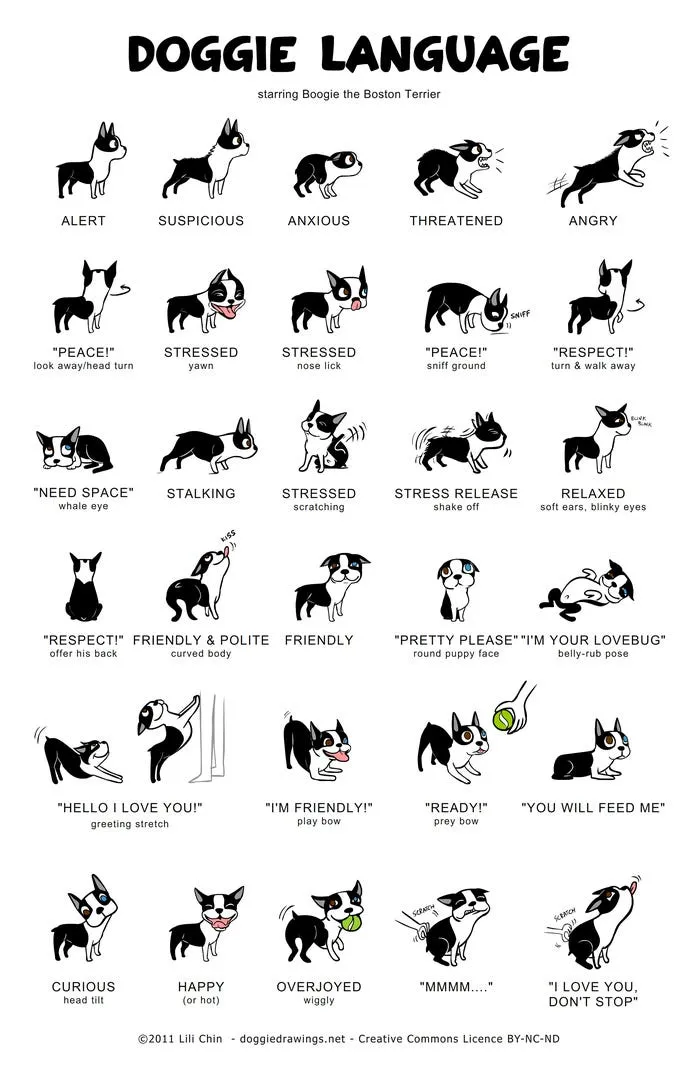 Lili Chin’s guide to dog body language, which can be downloaded for free on her site, can be a helpful way to become familiar with your dogs physical vocabulary. Pay particular attention to signs of discomfort.