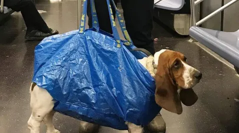 dog in ikea bag on subway||sallylongdog in ikea bag on subway in nyc