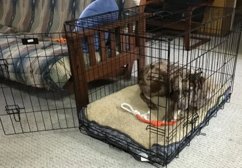 Photo by Alan Levine (CC BY 2.0)||Revol dog crate