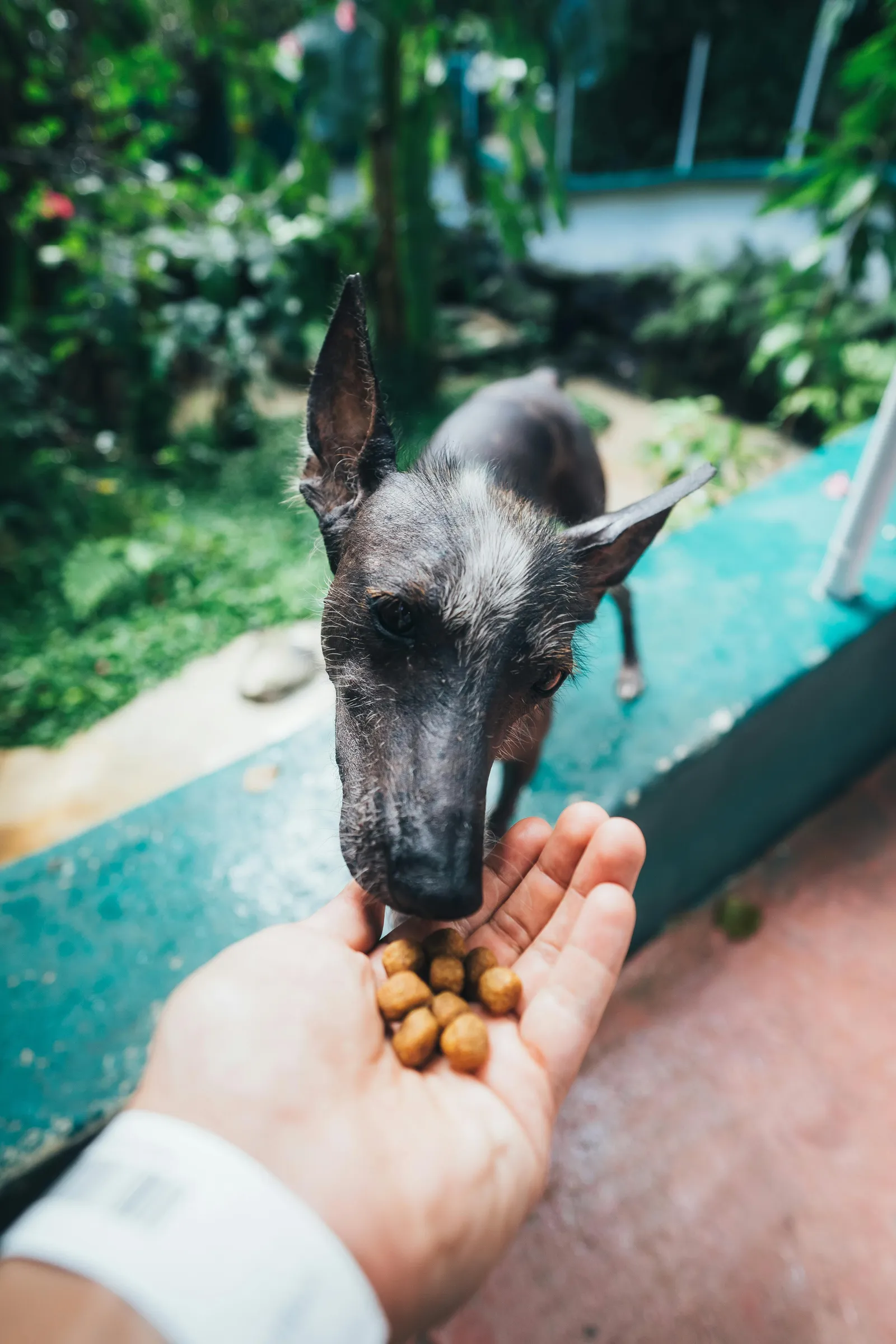 eating puppy