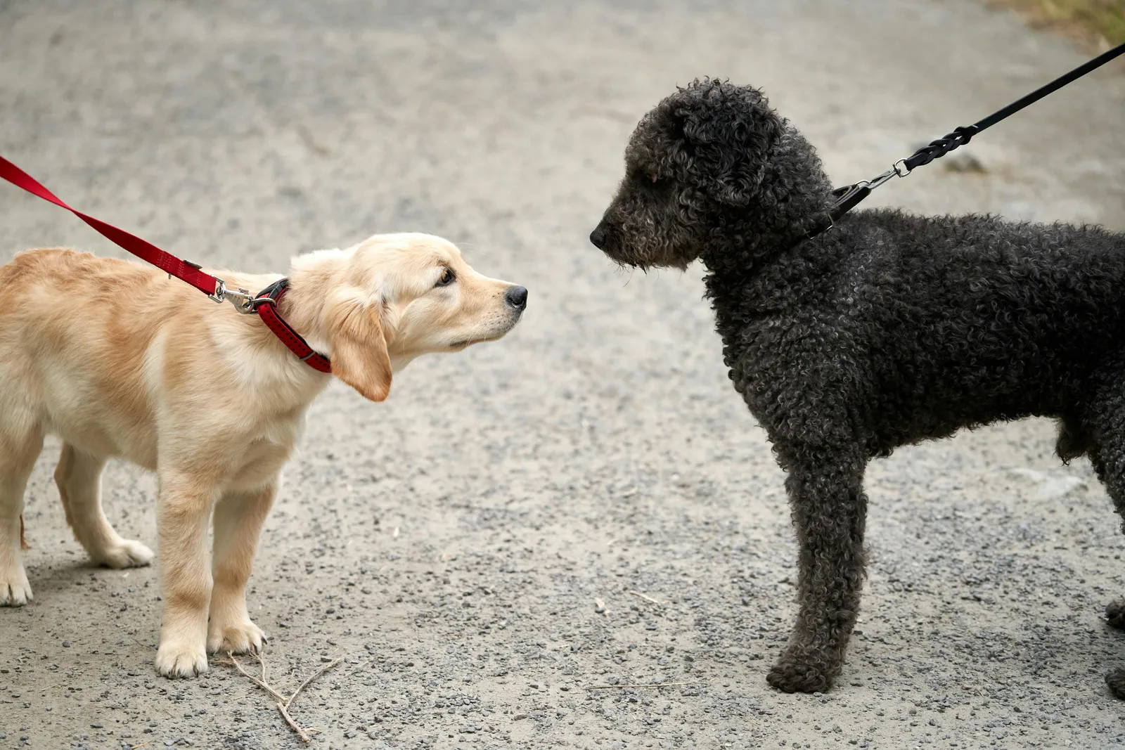 A puppy and a black poodle meeting on leash on a sidewalk