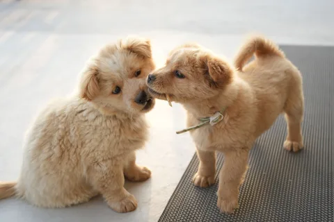 Two fluffy puppies playing together